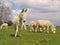 Austrian Hungarian White Donkeys