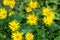 Austrian Leopard`s Bane Doronicum orientale yellow flowers in summer garden