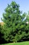 Austrian Pine   23264