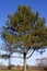 Austrian Pine Tree  818374