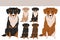 Austrian pinscher clipart. Different poses, coat colors set