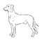 austrian pinscher vector sketch illustration