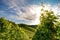 Austrian wine in South Styria: Vineyard in autumn before harvest