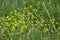 Austrian yellow cress in bloom selective focus closeup view