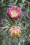 Austrocylindropuntia subulata flowers