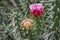 Austrocylindropuntia subulata flowers