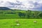 Austwick sheep meadow, Austwick, Yorkshire Dales, England