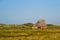 Authentic barn for sheep on the Wadden Island Texel, Holland