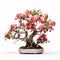 Authentic Chinese Style Rose Bonsai Tree On White Background