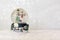 Authentic Christmas snow globe with snow falling. With copy space