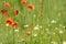 Authentic floral background of white daisies, red poppies, beaut