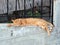 Authentic Ginger Cat Sleeping on Wall