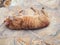 Authentic Ginger Tabby Cat Rolling on Paving Stones