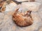 Authentic Ginger Tabby Cat Rolling on Paving Stones