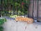 Authentic Ginger Tabby Cat Sleeping on Garden Wall