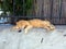 Authentic Ginger Tabby Cat Sleeping on Garden Wall