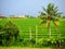 Authentic green rice field in Canggu in Bali on an overcast day