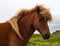 Authentic Icelandic horse