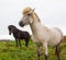 Authentic Icelandic horse