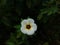 Authentic little white flower