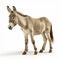 Authentic National Geographic Style Donkey Photo On White Background