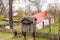 Authentic peasant farms and houses from all over Romania in Dimitrie Gusti National Village Museum, an open-air ethnographic