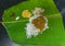 Authentic south Indian meals served on banana leaf.