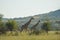 Authentic true South African safari experience in bushveld in a game reserve