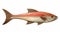 Authentic Wooden Fish Wall Art In Light Red And Dark Aquamarine