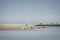 Authie Bay seals basking in the sun. Pas-de-Calais, Hauts-de-France, France