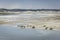 Authie Bay seals basking in the sun. Pas-de-Calais, Hauts-de-France, France