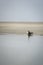 Authie Bay seals basking in the sun. Pas-de-Calais, Hauts-de-France, France