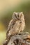 Autillo perches on a stone in the field