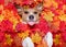 Autmn fall leaves dog