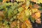 Autmn oak orange leaves selective focus