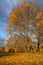 Autmn yellow trees with fallen leaves