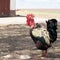 Autochthonous Banat naked neck rooster is walking through a farmyard.