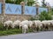 Autochthonous sheep with cowbell, Sardinia, Italy