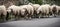 Autochthonous sheep with cowbell, Sardinia, Italy