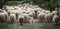 Autochthonous sheep with cowbell, Sardinia, Italy