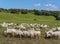 Autochthonous sheep with cowbell, Sardinia, Italy