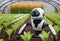 Automated cute robot helps to grow crops in greenhouse. Futuristic Agricultural farms. Concept of technological