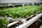 Automated harvest assembly revolutionizes modern farm agriculture with robotic machines