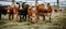 Automated milking of cattle in modern dairy barn on large scale farm with high tech equipment