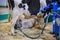 Automated milking suction machine with teat cups during work with cow udder