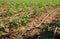 Automatic drip irrigation system for tomato seedlings in a field