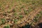 Automatic drip irrigation system for tomato seedlings in a field