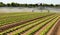 Automatic irrigation system on the cultivated field