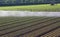 Automatic irrigation system for a field of fresh salad