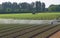 Automatic irrigation system for a field of green salad